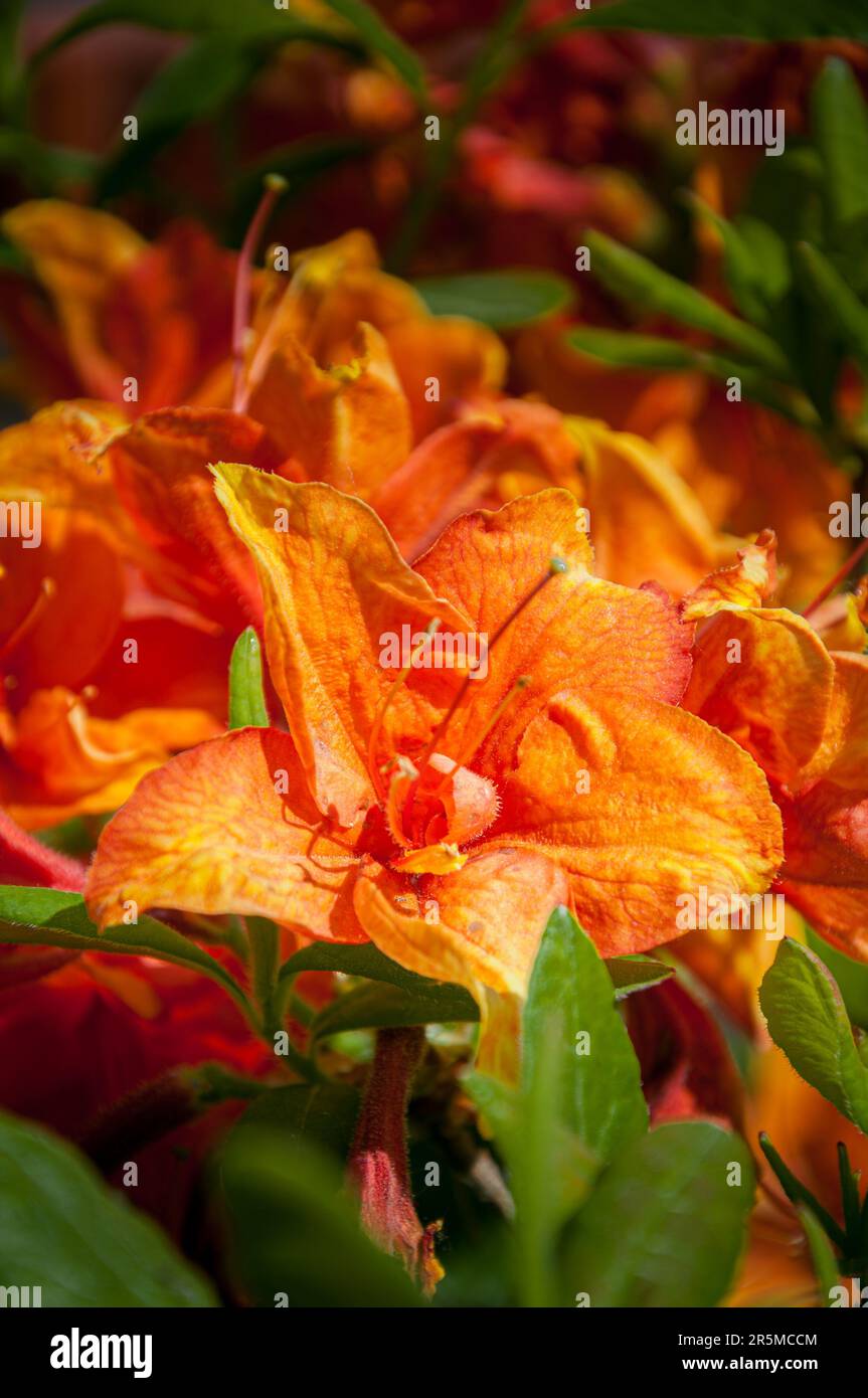 Fioritura fiori di rododendro gibilterra azalea. Primo piano. Foto Stock