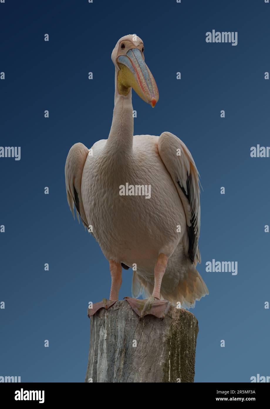 Primo piano del Pelicano africano bianco, Pelecanus onocrotalus, su sfondo blu Foto Stock