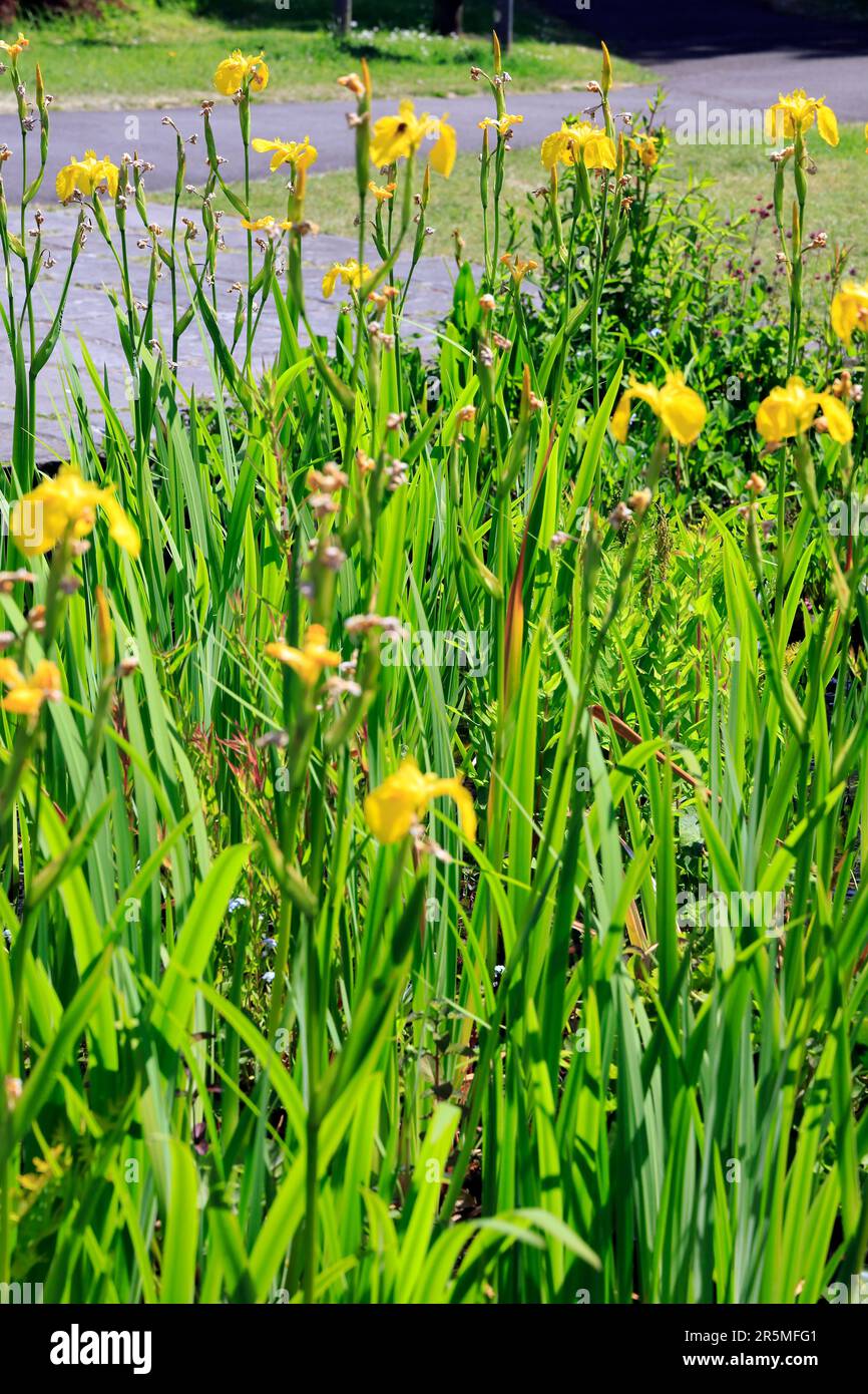 Bandiera gialla iride, Iris pseudacorus. Galles del Sud. Maggio 2023. Estate. cym Foto Stock
