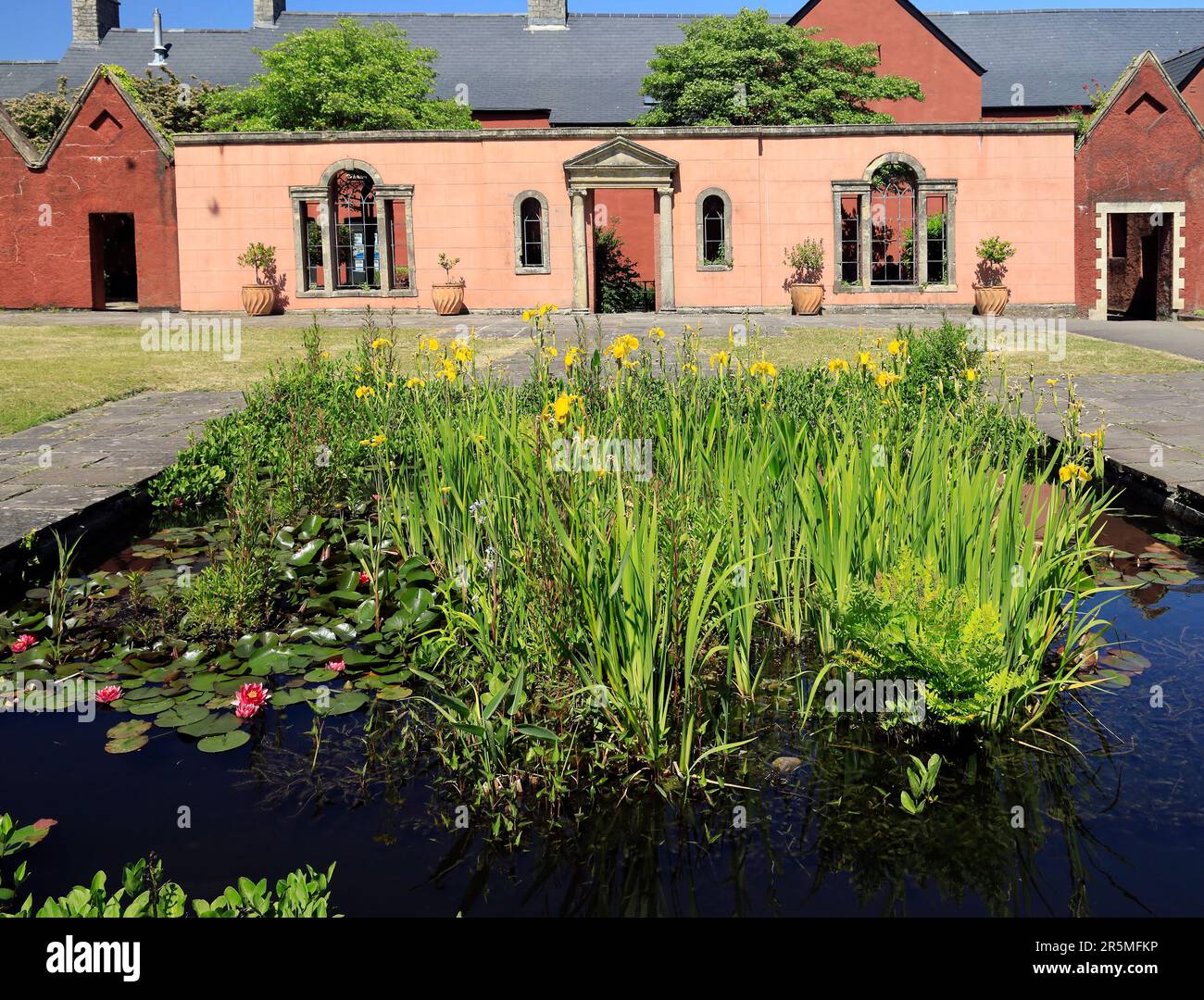 Bandiera gialla iris, Cowbridge Community Centre, vicino Cardiff, Galles del Sud. Maggio 2023. Estate. cym Foto Stock