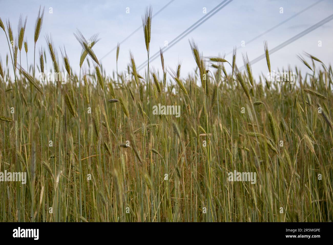 Orzo prato Foto Stock