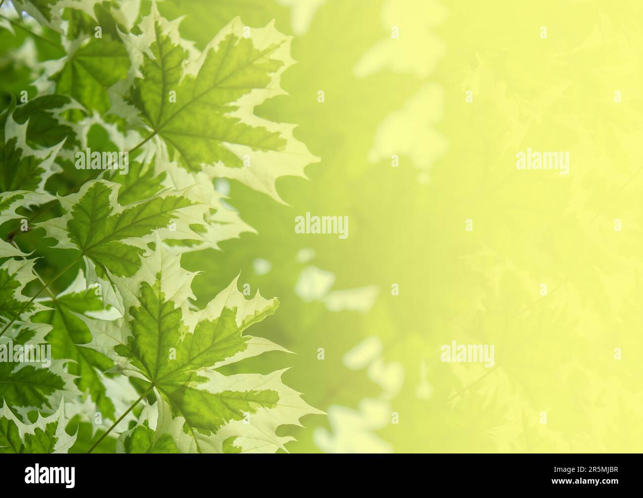 Sfondo verde natura con vivaci foglie di acero norvegese per il design. Acero di Drummond (Acer platanoides Drummondii). Foto Stock