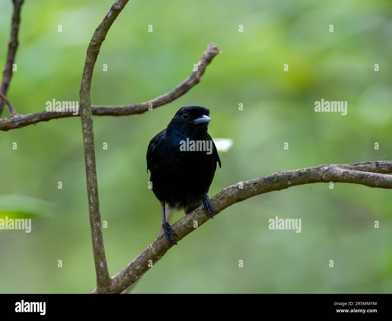 Marquesas Monarch, Pomarea Mendozae, un uccello endemico trovato solo sull'Isola Mohotani, Marquesas, Polinesia Francese Foto Stock