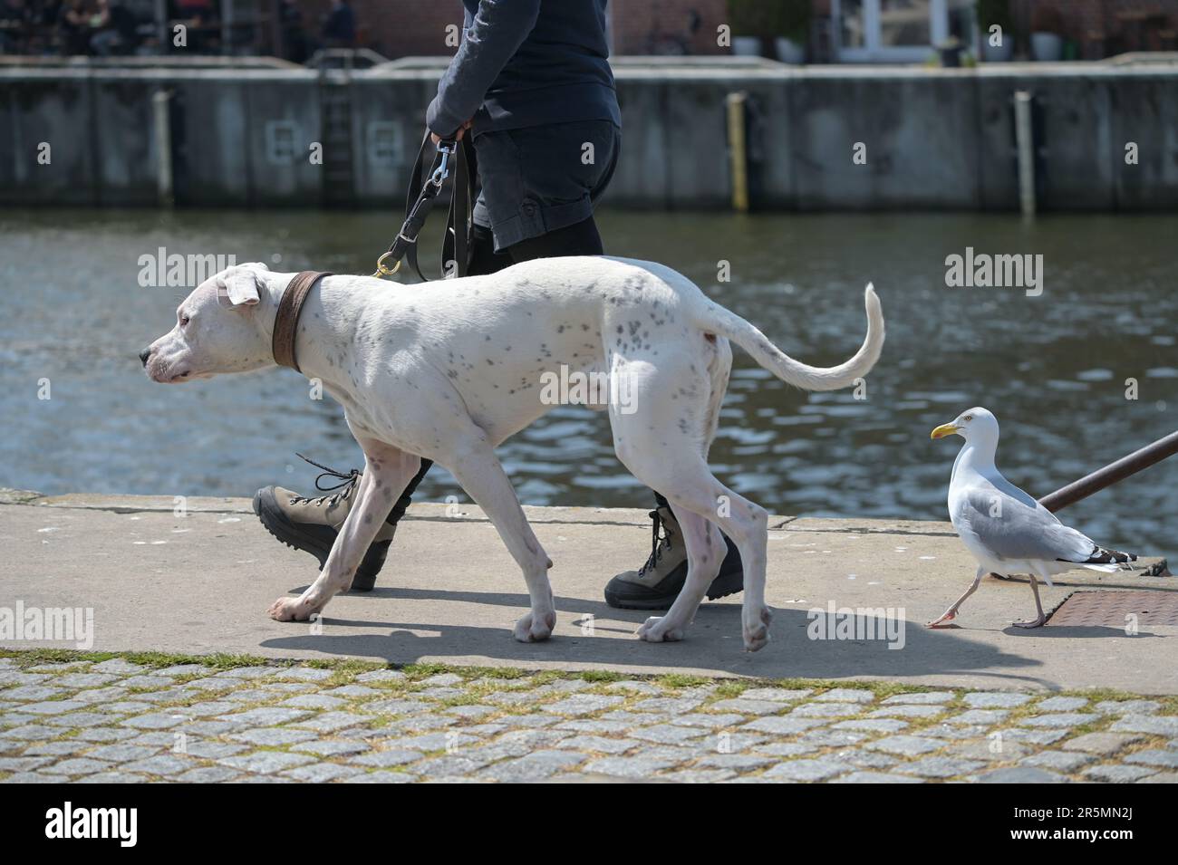 Grande cane bianco a piedi con il suo proprietario al molo seguito da un gabbiano nel porto del Mar Baltico in Germania, selezionato fuoco Foto Stock