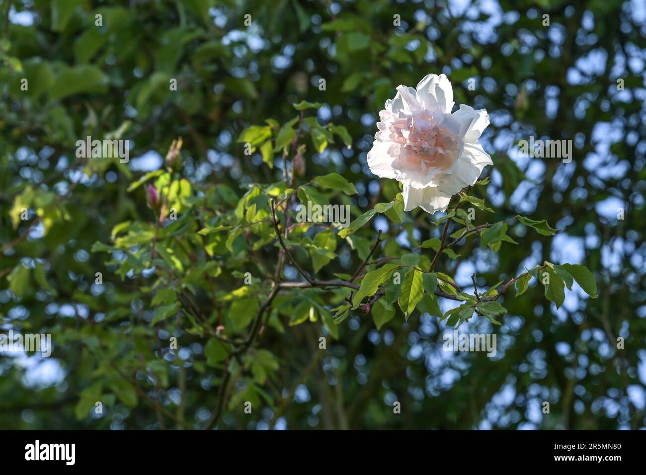 Fiore lieve della rosa rambling Madame Alfred Carriere arrampicata in alto su in un albero, vecchia noisette rosa allevato da Schwartz 1875, copia spazio, selezionare Foto Stock