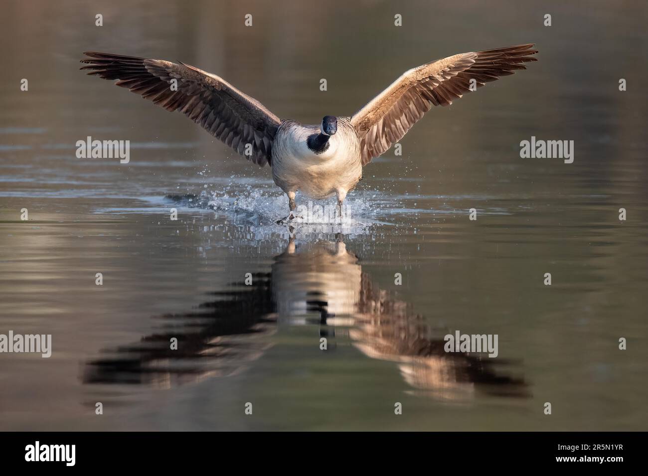 Uno sbarco d'oca canadese sull'acqua, Ruhrpott, Renania settentrionale-Vestfalia, Germania Foto Stock