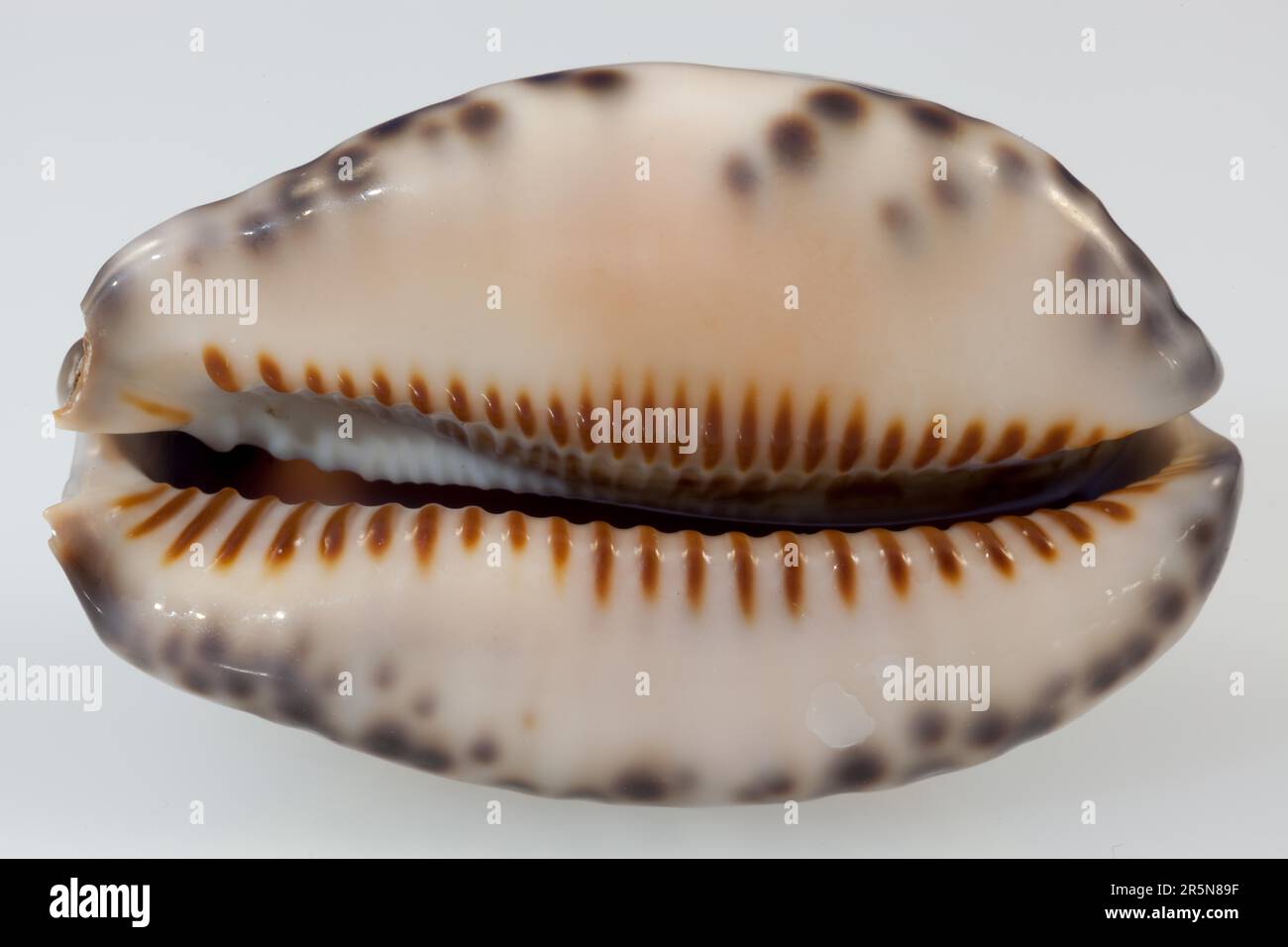 Arabica Cowrie seashell Foto Stock