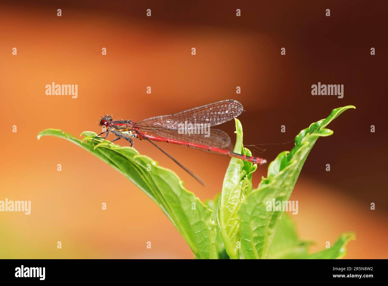 Macro di una damselfly su un fiore Foto Stock