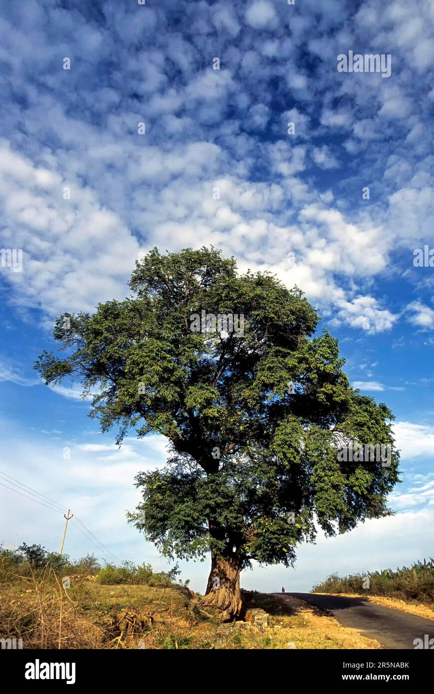 Albero di Tamarind (Tamarindus indica linn) Tamil Nadu, India, Asia Foto Stock