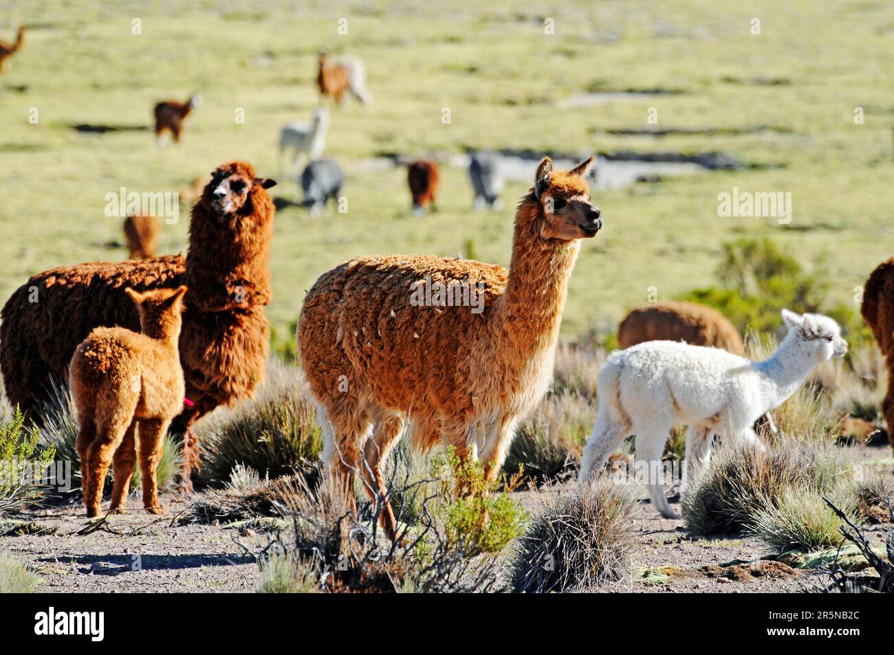 Lama (lama glama), parco nazionale di Lauca, Cile del Nord, Cile Foto Stock