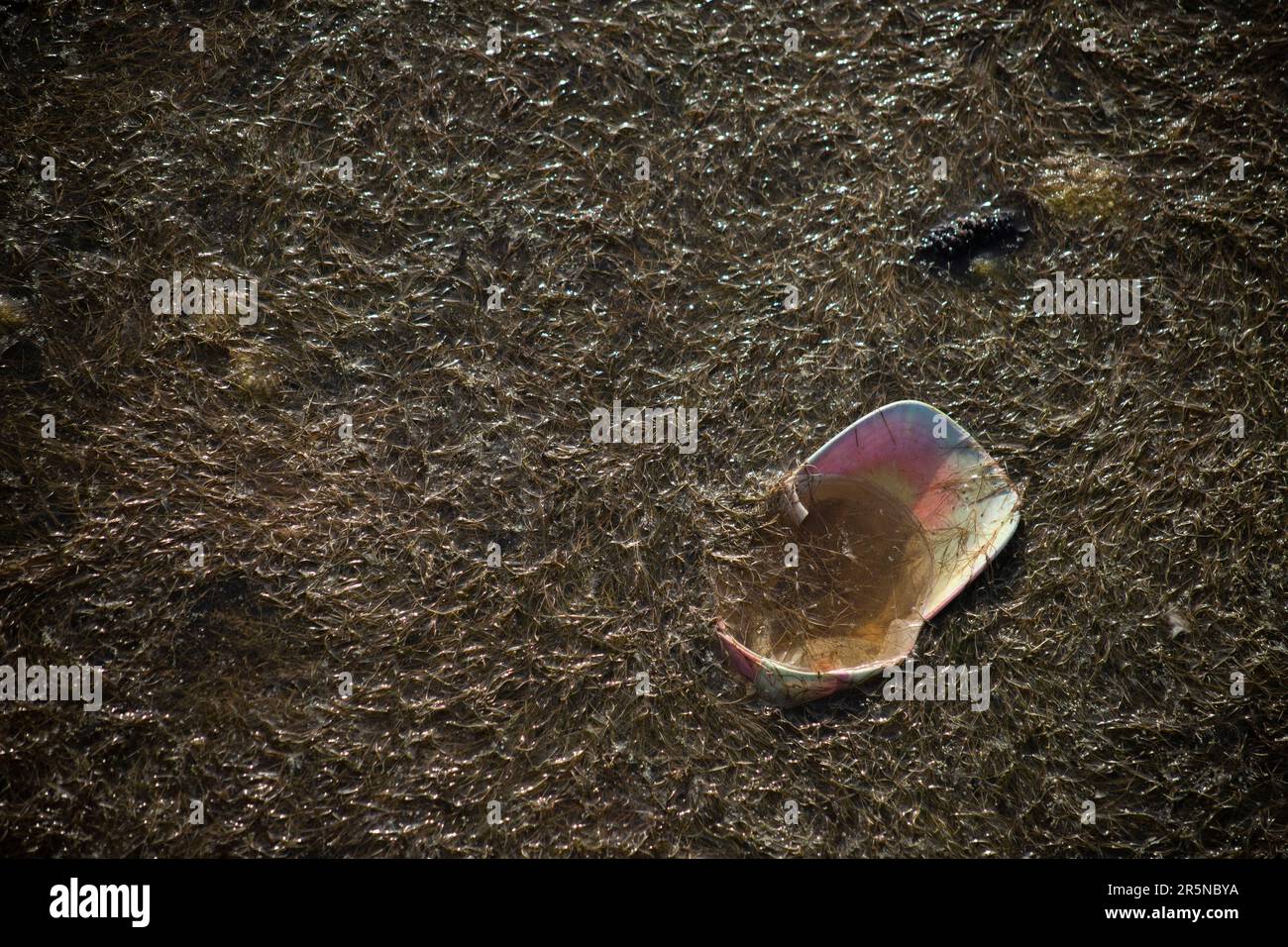 rifiuti, rifiuti, rifiuti lasciati in natura e danneggiare l'ecosistema, non riciclare adeguatamente, mancanza di attenzione nella tutela dell'ambiente Foto Stock