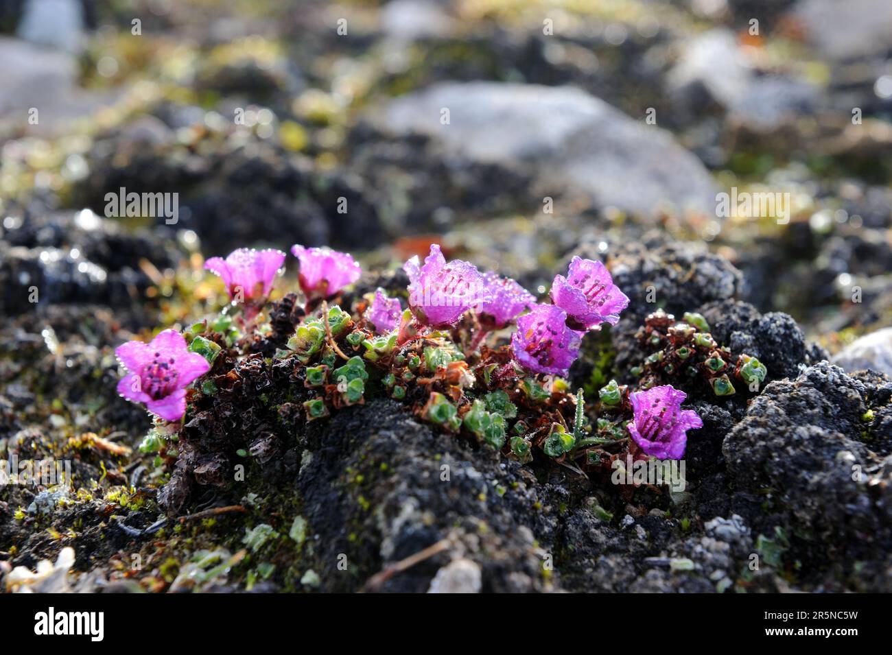 Saxifrage viola (Saxifraga oppositifolia), Devon Island, Nunavut, Canada, sassifrage di lievito opposto, Devon Island Foto Stock