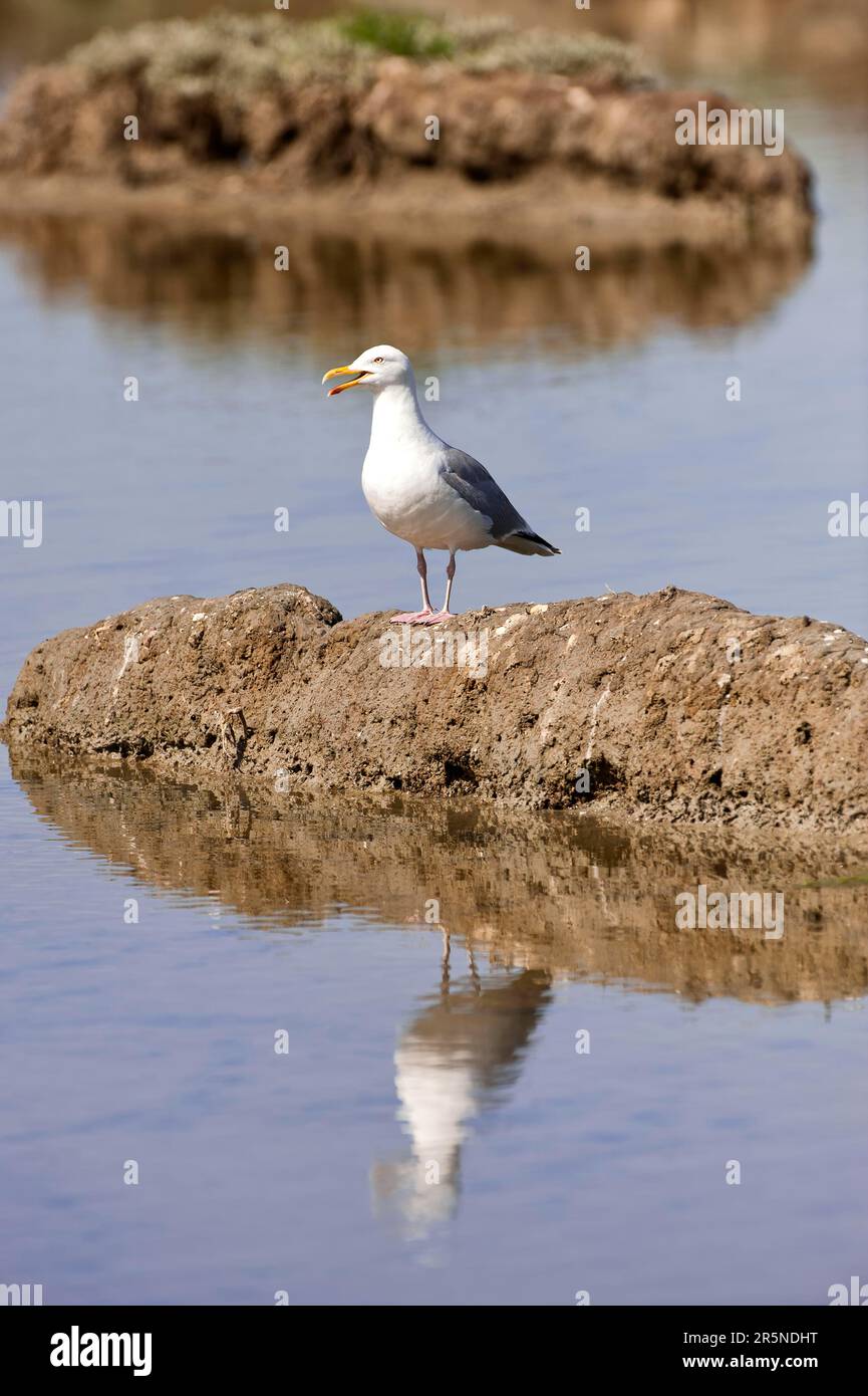 Gabbiano di aringa europeo (Larus argentatus), Marais du Fier d'Ars, Ile de Re, Poitou Charentes, Francia Foto Stock