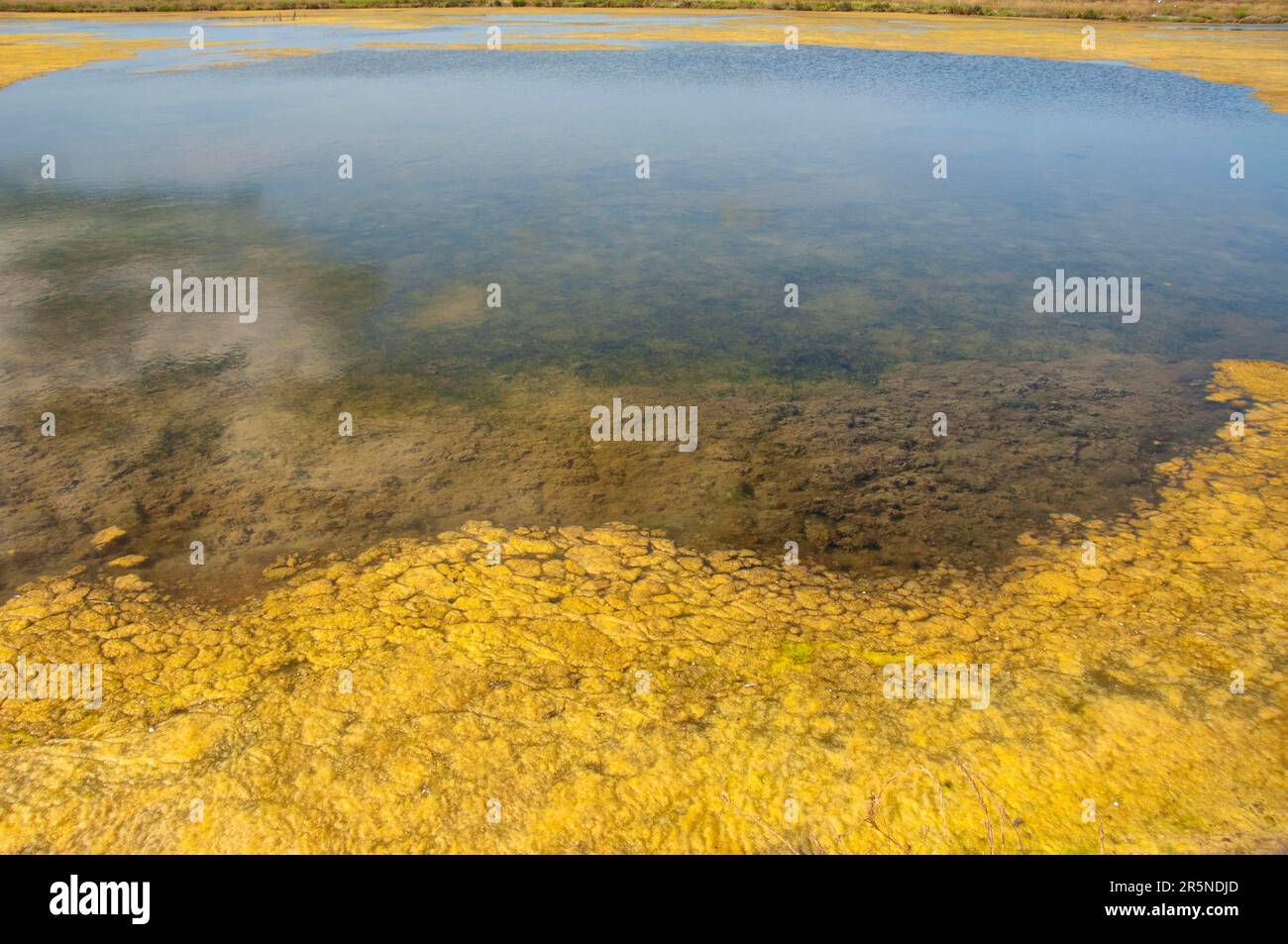 Marais du Fier d'Ars, Ars en Re, Ile de Re, Dipartimento di Charentes Maritime, Francia Foto Stock