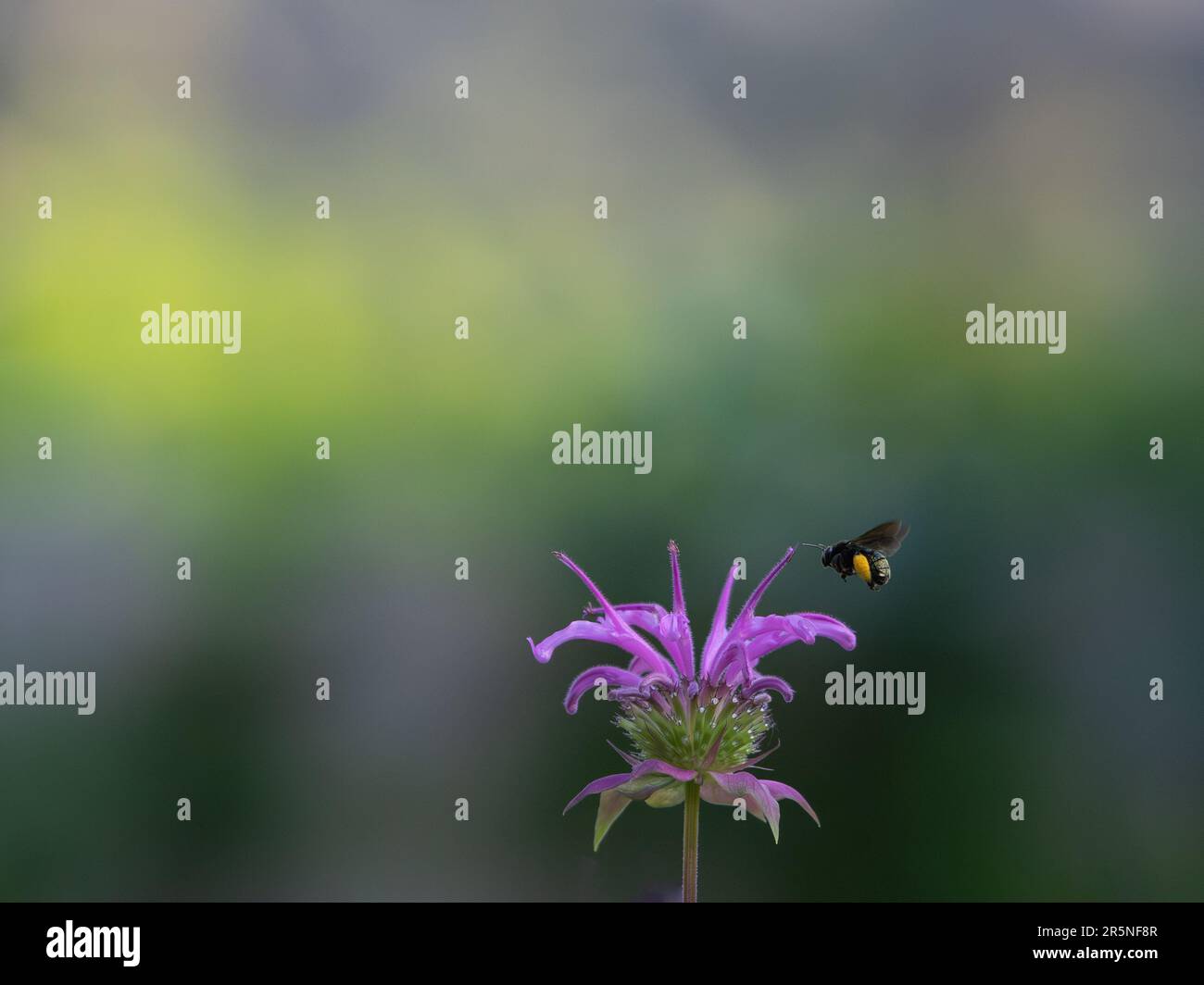 Un'ape di longhorn a due macchie, Melissodes bimaculatus, visitando un fiore di beebalm viola nel giardino. Foto Stock