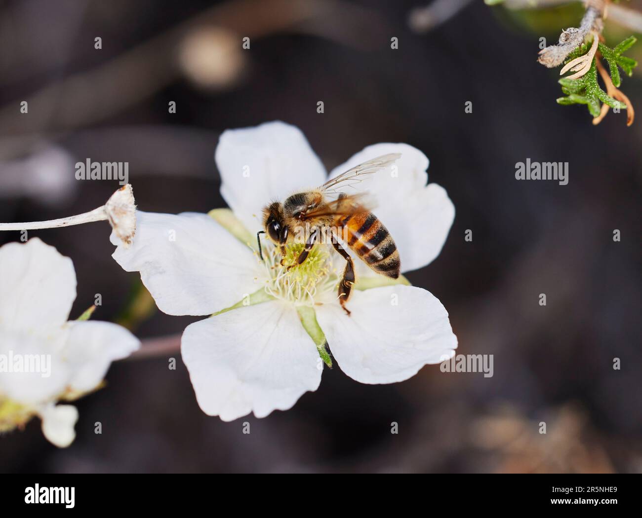 Primo piano di una piccola ape sul fiore ottenere polline con profondità di campo poco profonda Foto Stock