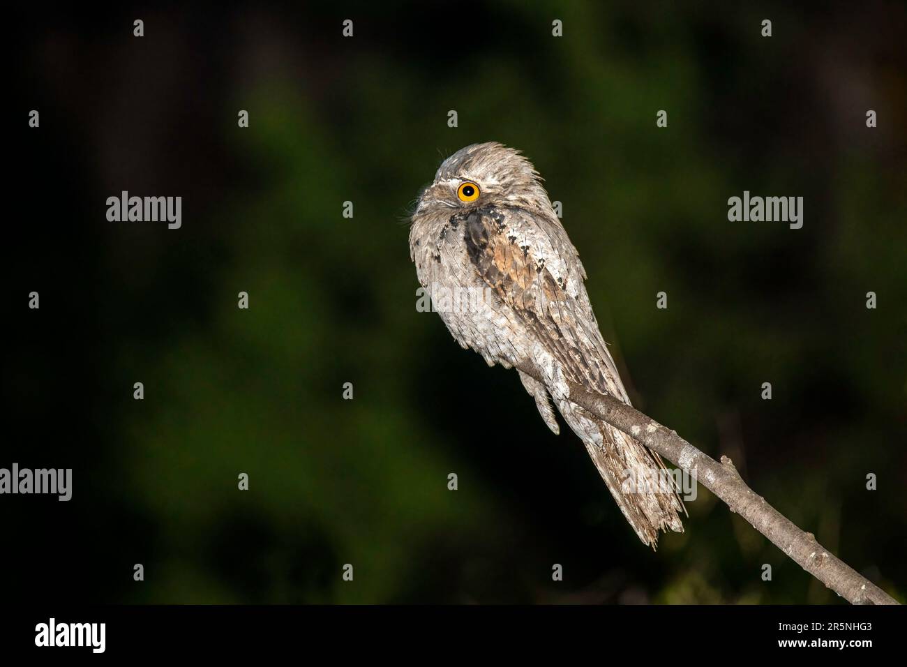 Potoo Nyctibius jamaicensis mexicanus El Tuito, Jalisco, Messico 25 marzo 2021 Adulto Nyctibiidae Foto Stock