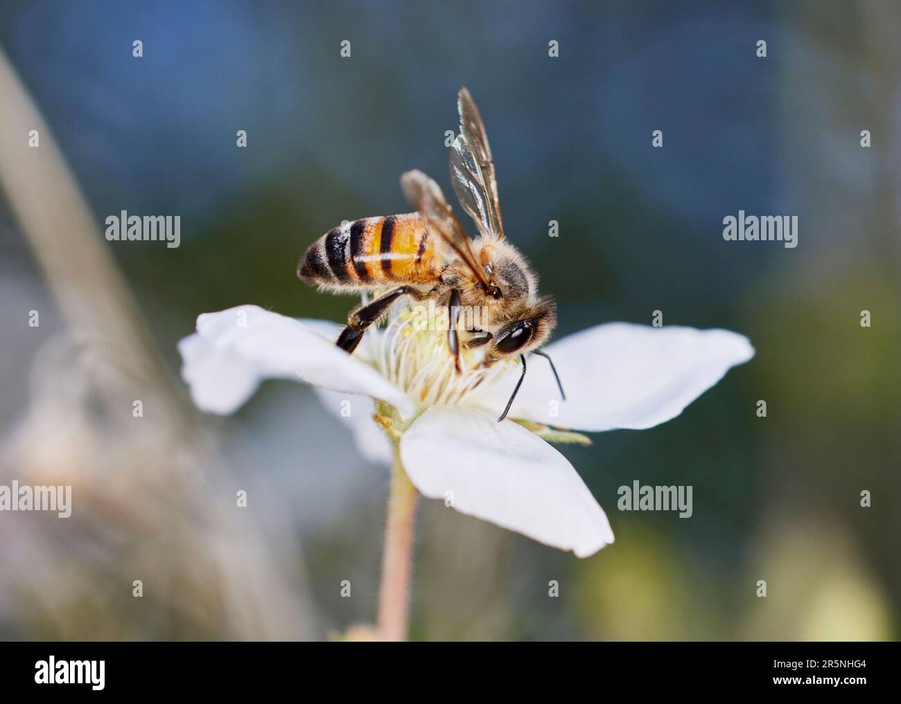Primo piano di una piccola ape sul fiore ottenere polline con profondità di campo poco profonda Foto Stock