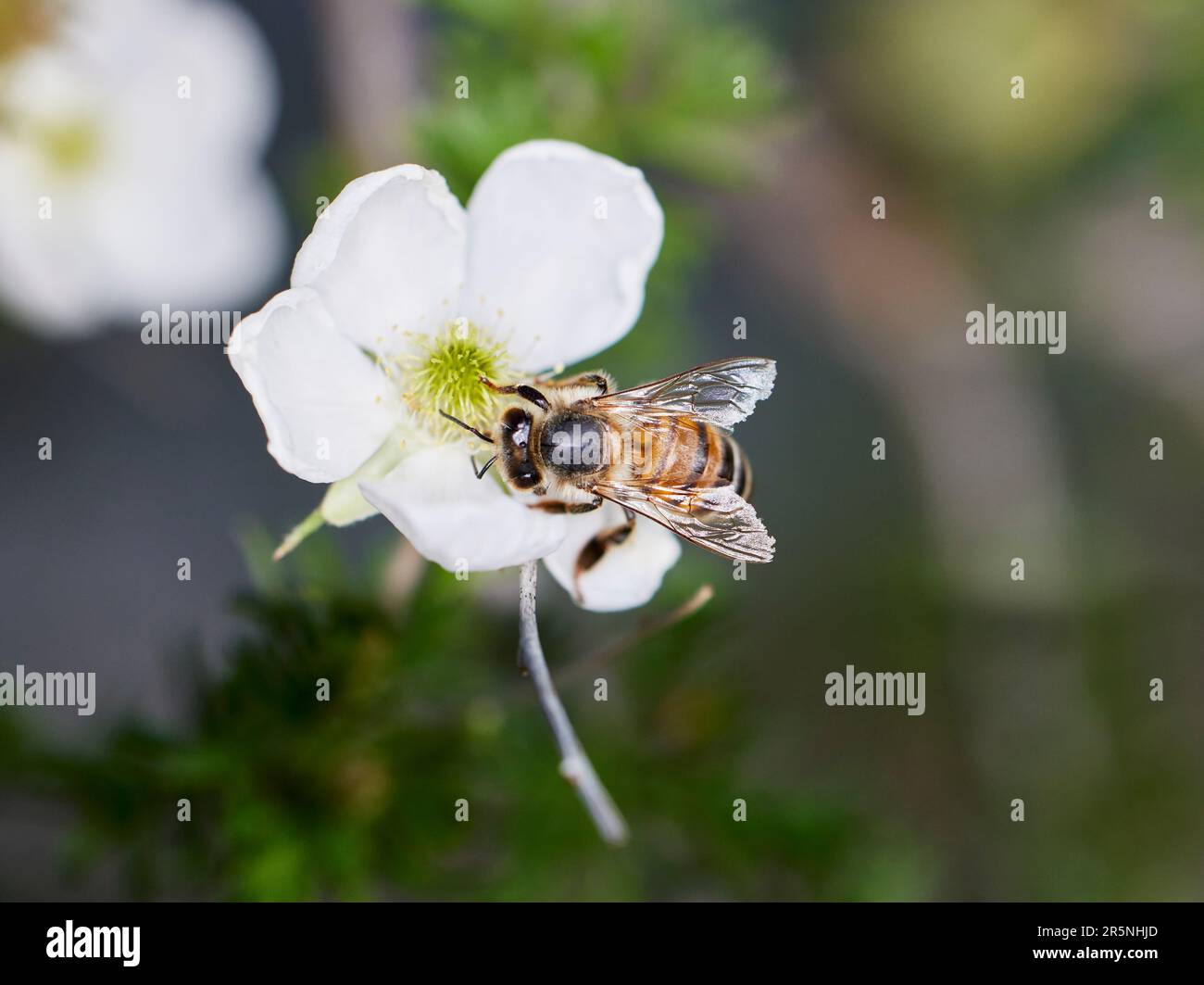 Primo piano di una piccola ape sul fiore ottenere polline con profondità di campo poco profonda Foto Stock