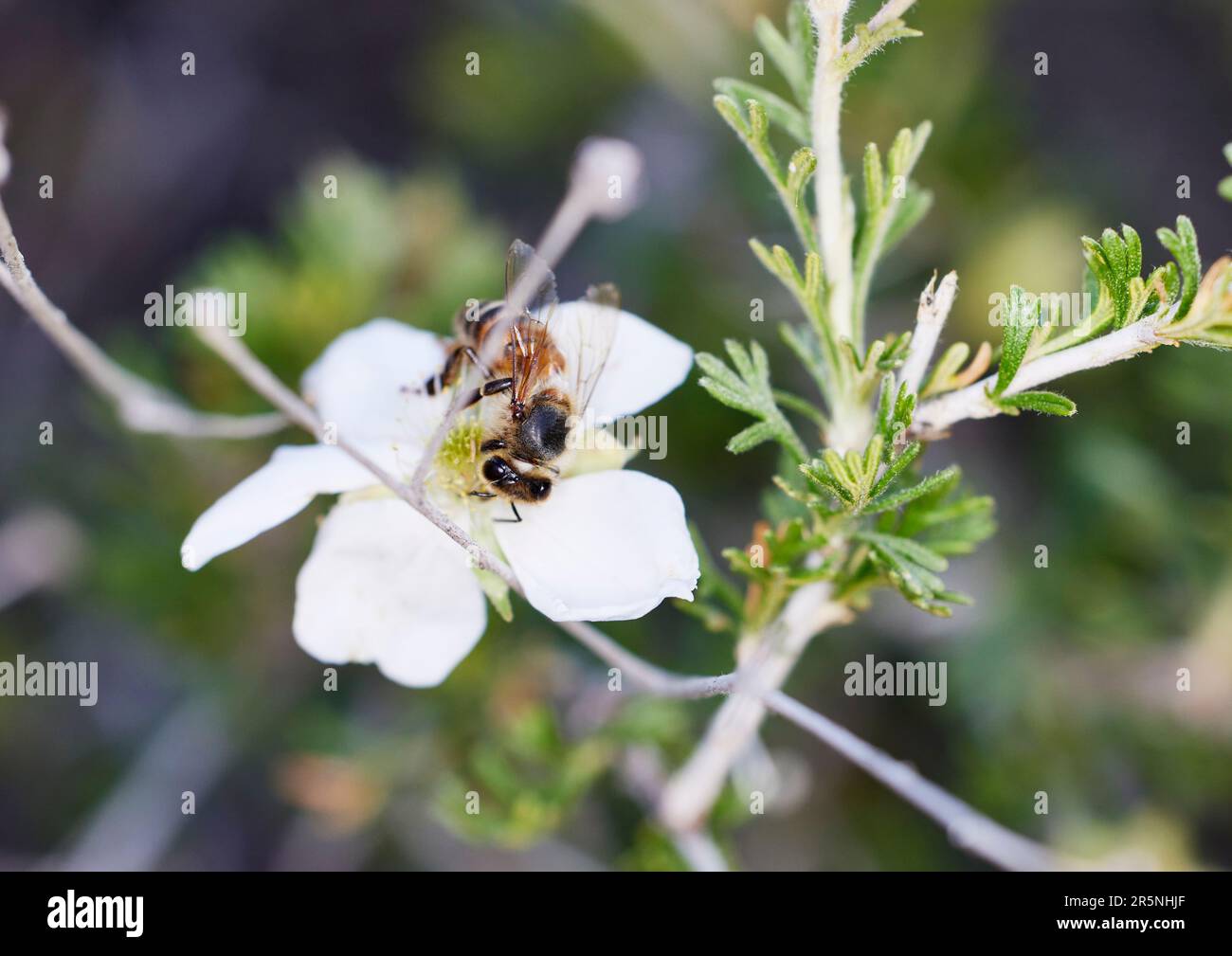 Primo piano di una piccola ape sul fiore ottenere polline con profondità di campo poco profonda Foto Stock