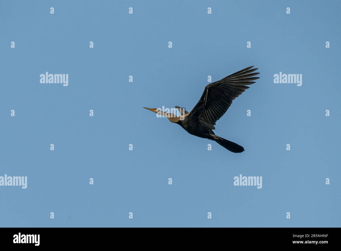 Oriental Darter Anhinga melanogaster Keoladeo National Park, Bharatpur County, Rajasthan, India 14 febbraio 2023 Adulto in volo Anhingi Foto Stock