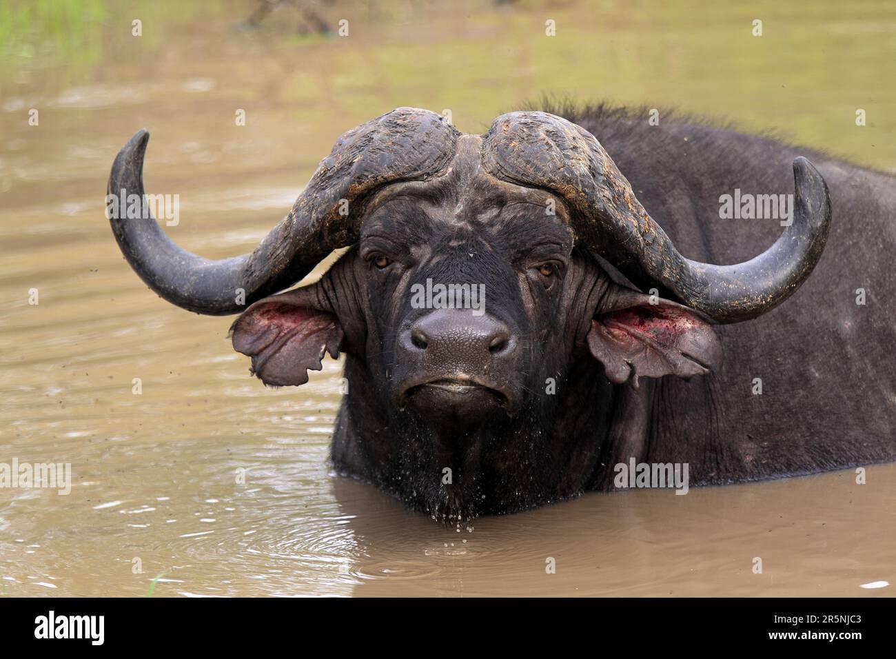 Bufalo africano (syncerus caffer) nella buca d'acqua, Sabi Sabi Game Reserve, Kruger National Park, Sud Africa, Cape bufalo, bufalo Foto Stock