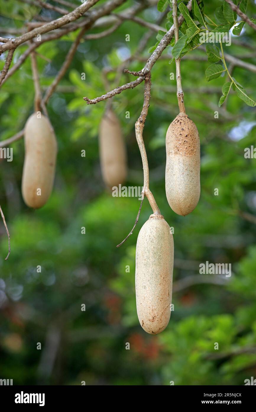 Kigelia (Kigelia africana), frutti, Parco Mkuze, bignonia (Bignoniaceae) Foto Stock