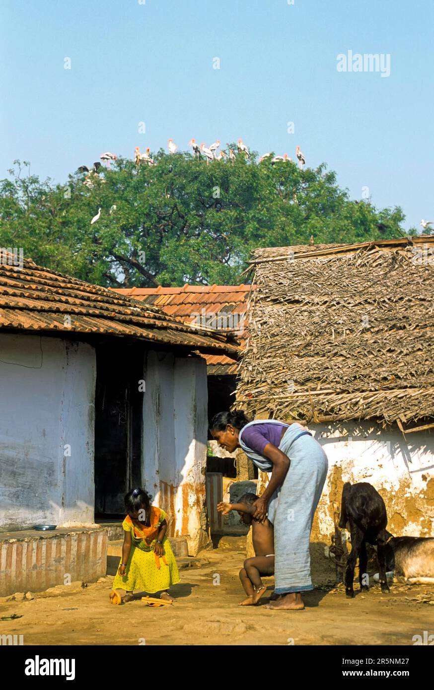 Abitanti locali che proteggono gli uccelli al santuario degli uccelli konnthankulam vicino Tirunelveli, Tamil Nadu, India del Sud, India, Asia Foto Stock