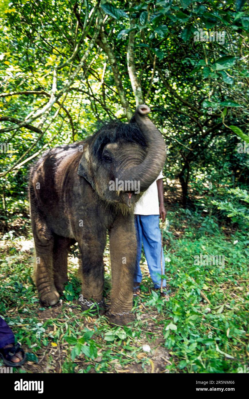 Il vitello elefante che ha perso la sua madre in Topslip Anamalai Tiger Reserve vicino Pollachi, Tamil Nadu, India del Sud, India, Asia Foto Stock