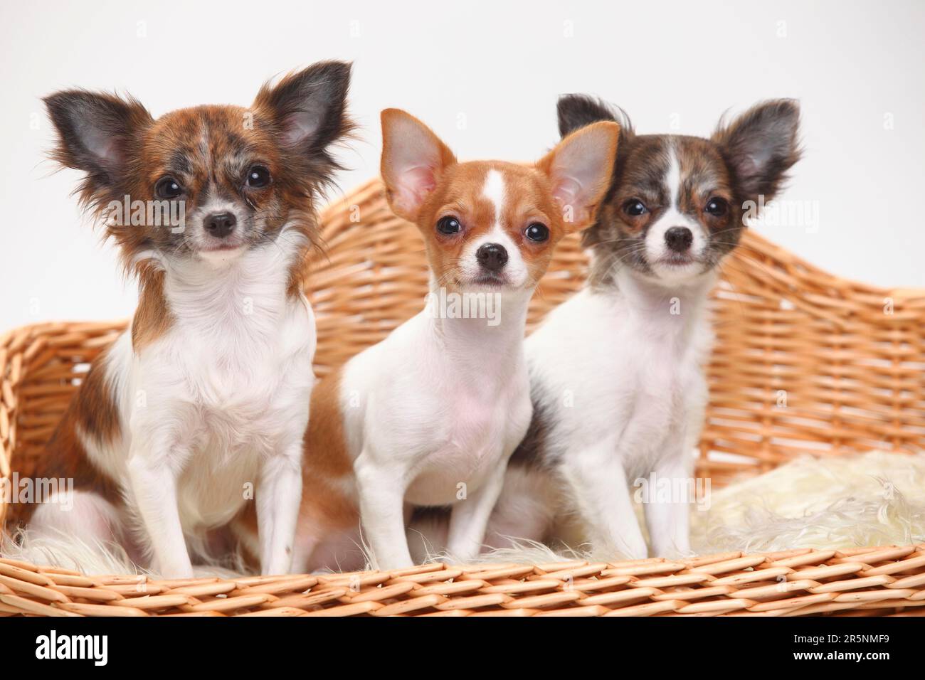 Chihuahua e cuccioli, 3 1/2 mesi, capelli lunghi e capelli corti, divano per cani, cesto Foto Stock
