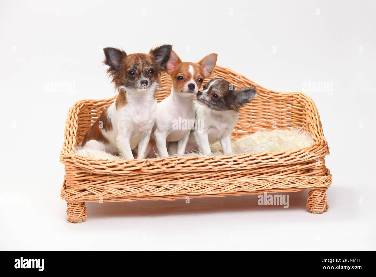 Chihuahua e cuccioli, 3 1/2 mesi, capelli lunghi e capelli corti, divano per cani, cesto Foto Stock