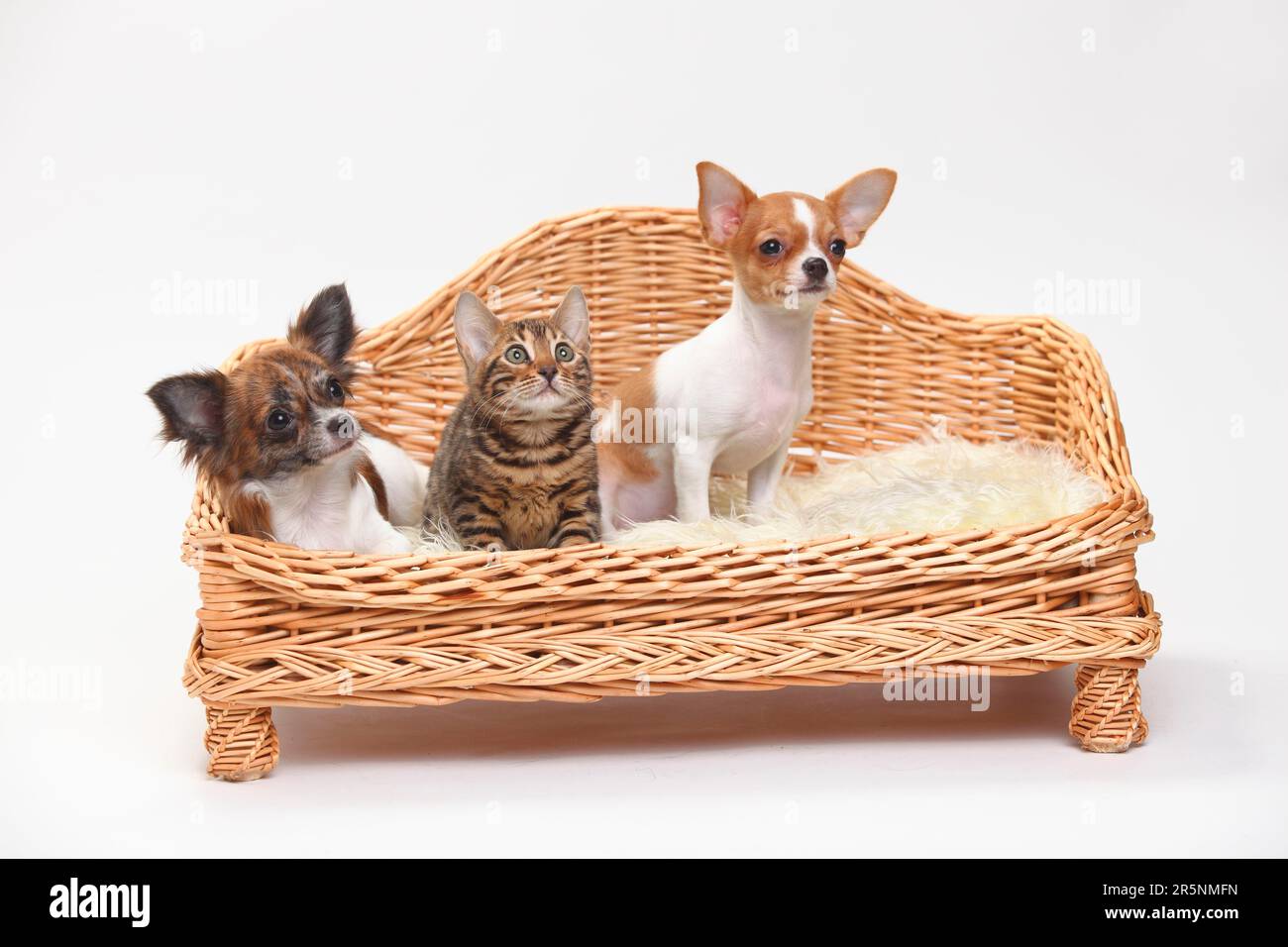Chihuahua e cucciolo, 3 1/2 mesi, a capelli lunghi e a capelli corti, e gatto bengala, gattino, 8 settimane, divano per cani, cesto Foto Stock