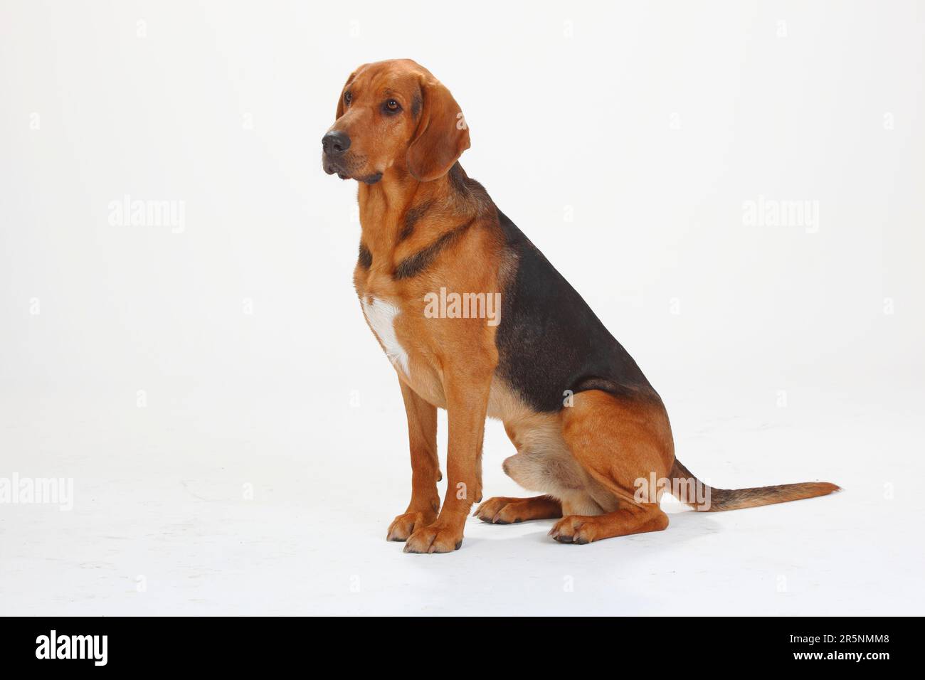 Ogar Polski, cane da caccia polacco Foto Stock