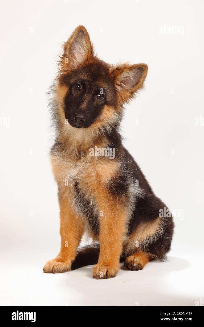 Vecchio pastore tedesco, cucciolo, 4 mesi, cane pastore tedesco Foto Stock