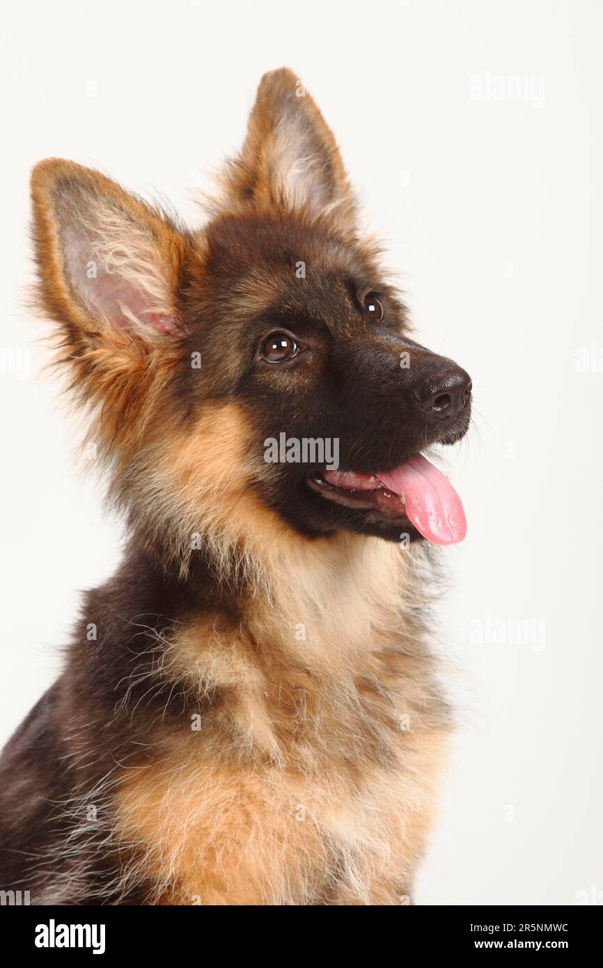 Vecchio pastore tedesco, cucciolo, 4 mesi, cane pastore tedesco Foto Stock
