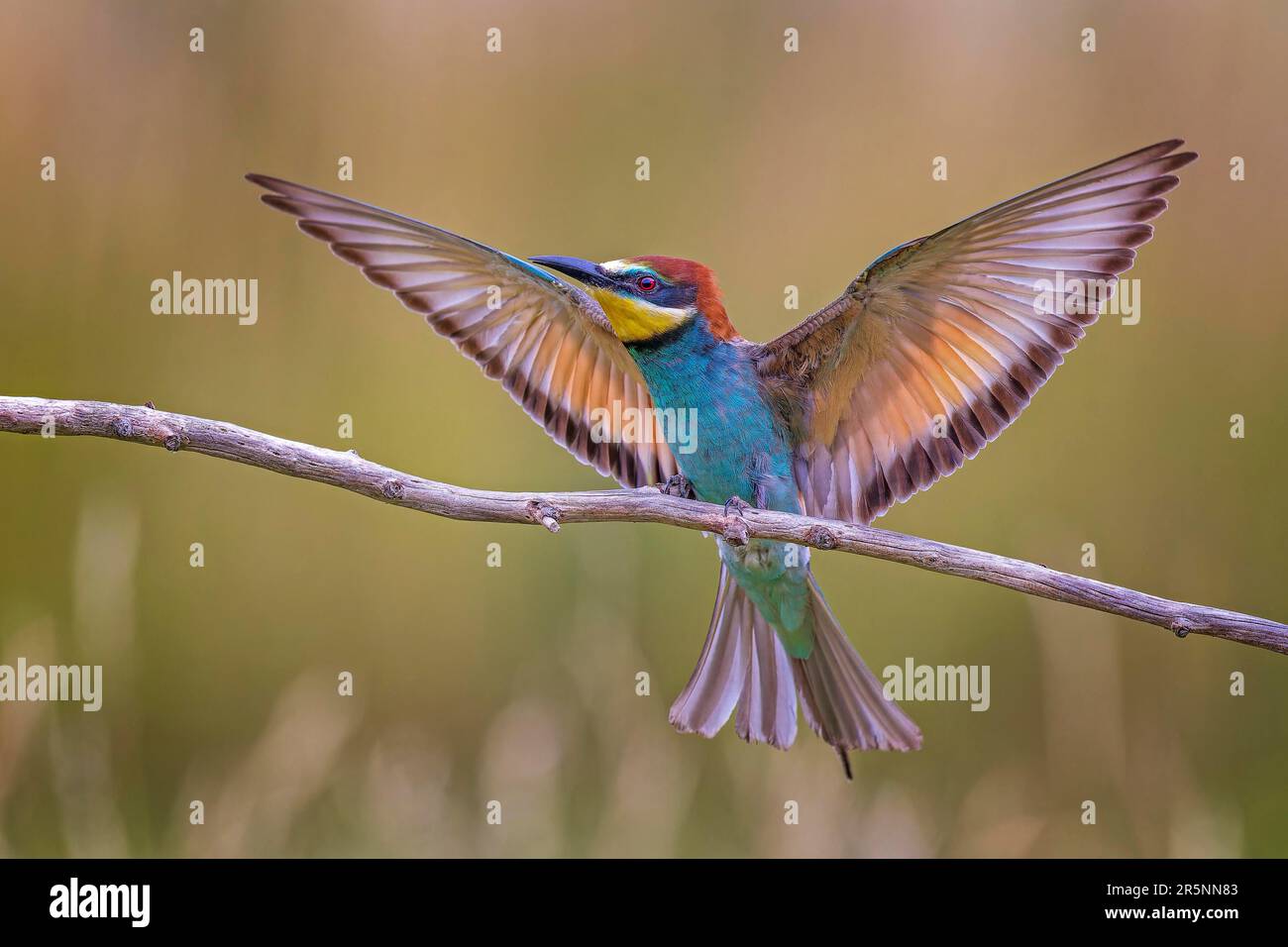 Apicoltura (Merops apiaster) spandimento di ali per sbarco, volo, foraggio, corteggiamento, Sassonia-Anhalt, Germania Foto Stock
