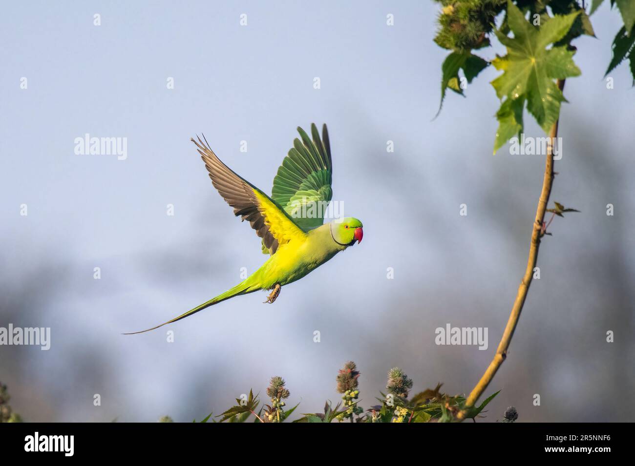 Parakeet Psittacula krameri Chambal Safari Lodge, Agra County, Utttar Pradesh, India 12 febbraio 2023 Adulto maschio in volo. Psit Foto Stock