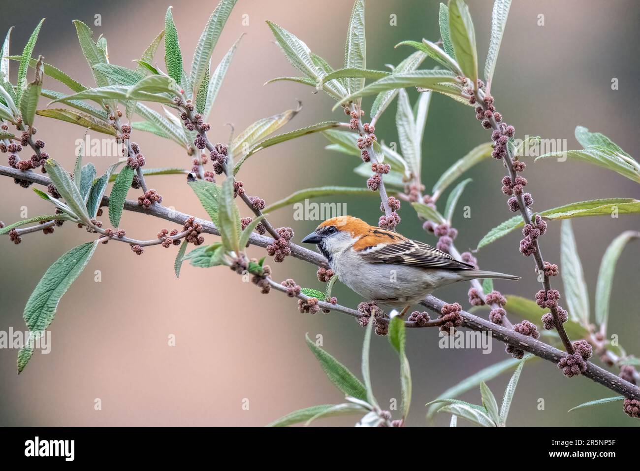 Russet Sparrow Passer cinnamomeus Nanital, India 1 marzo 2023 Adulto maschio PASSERIDAE Foto Stock