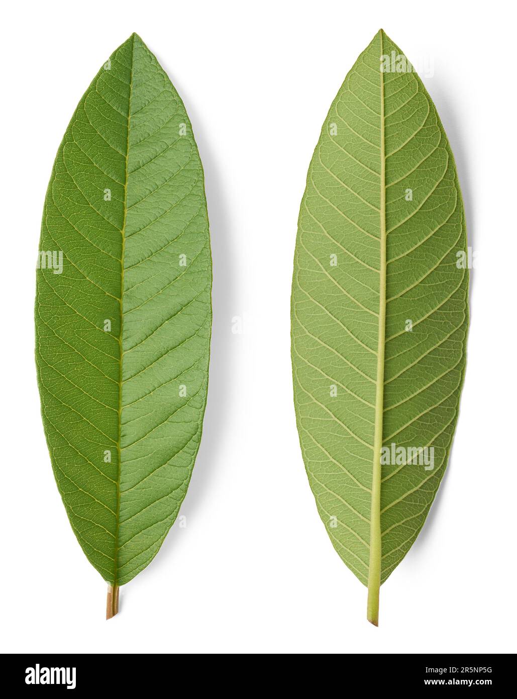 primo piano delle foglie di piante da frutto di guava isolate su fondo bianco, psidium guajava, arbusto tropicale sempreverde di fogliame di alberi piccoli, coltivato Foto Stock