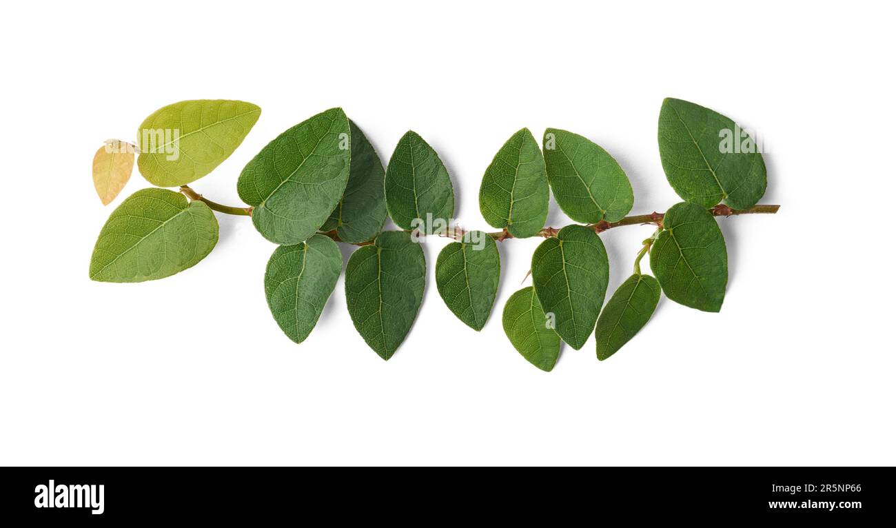 primo piano di fico strisciante o di piante di fico rampicanti, ficus pumila, vigorosa e crescente superficie ornamentale sempreverde di copertura della vite o calcestruzzo Foto Stock