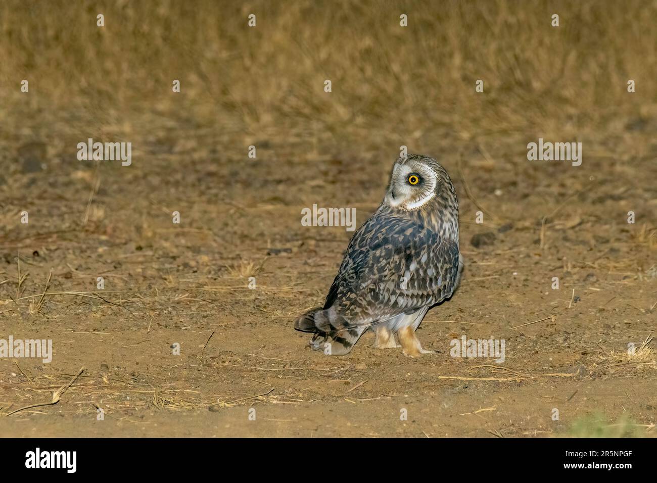 Gufo dalle orecchie corte Asio flammeus Jaisalmer, Jaisalmer County, Rajasthan, India 17 febbraio 2023 Adulto Stridae Foto Stock