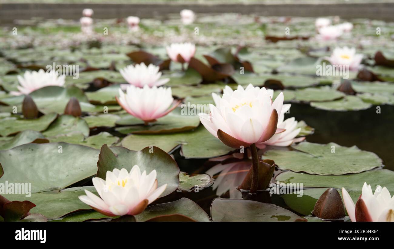 Fiore di loto rosa delicato in habitat naturale. Acqua scura di uno stagno con i gigli dell'acqua bei. Foto Stock