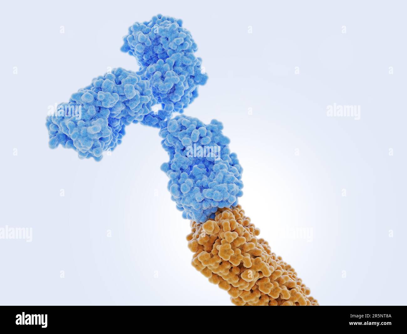 Anticorpo legato ad un peptide beta amiloide, illustrazione Foto Stock