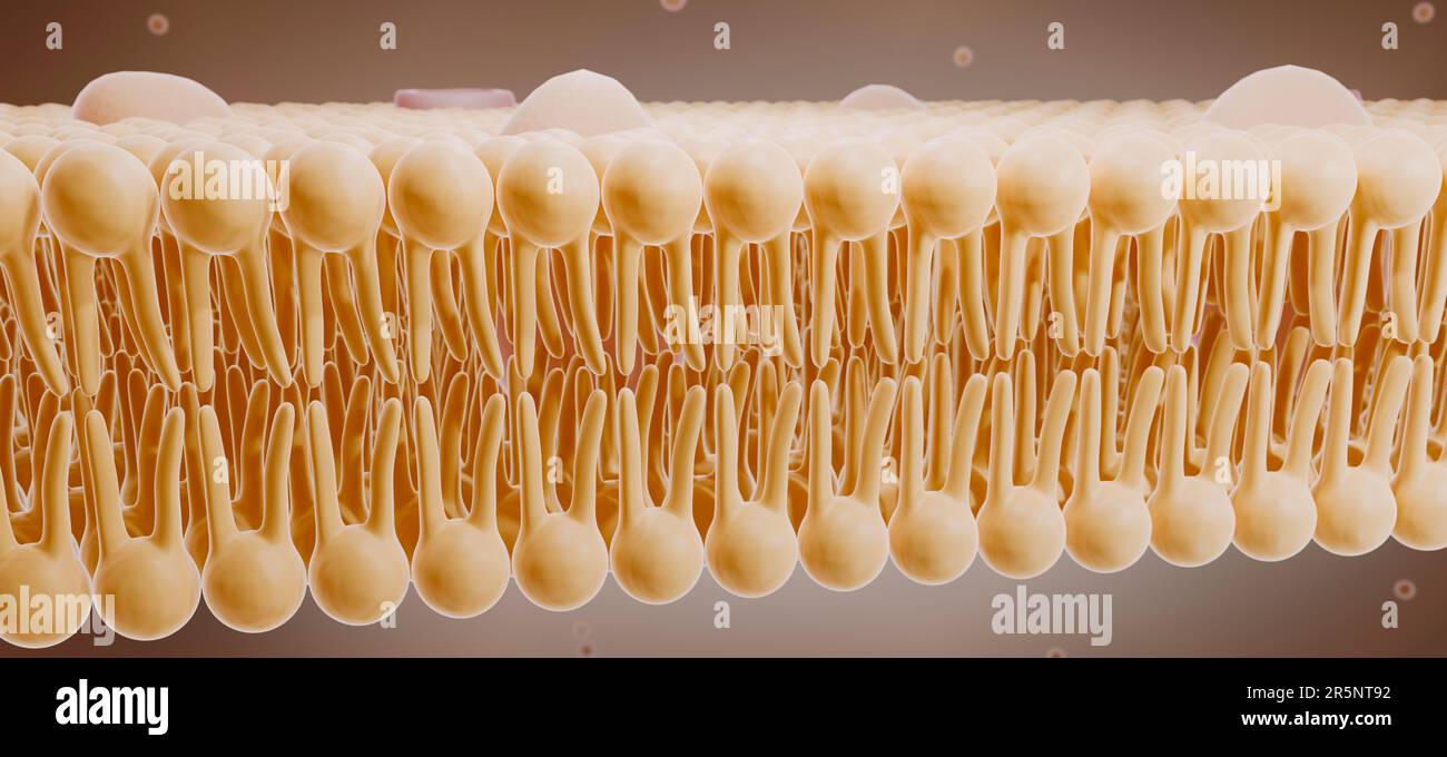 Membrana Cellulare, illustrazione Foto Stock