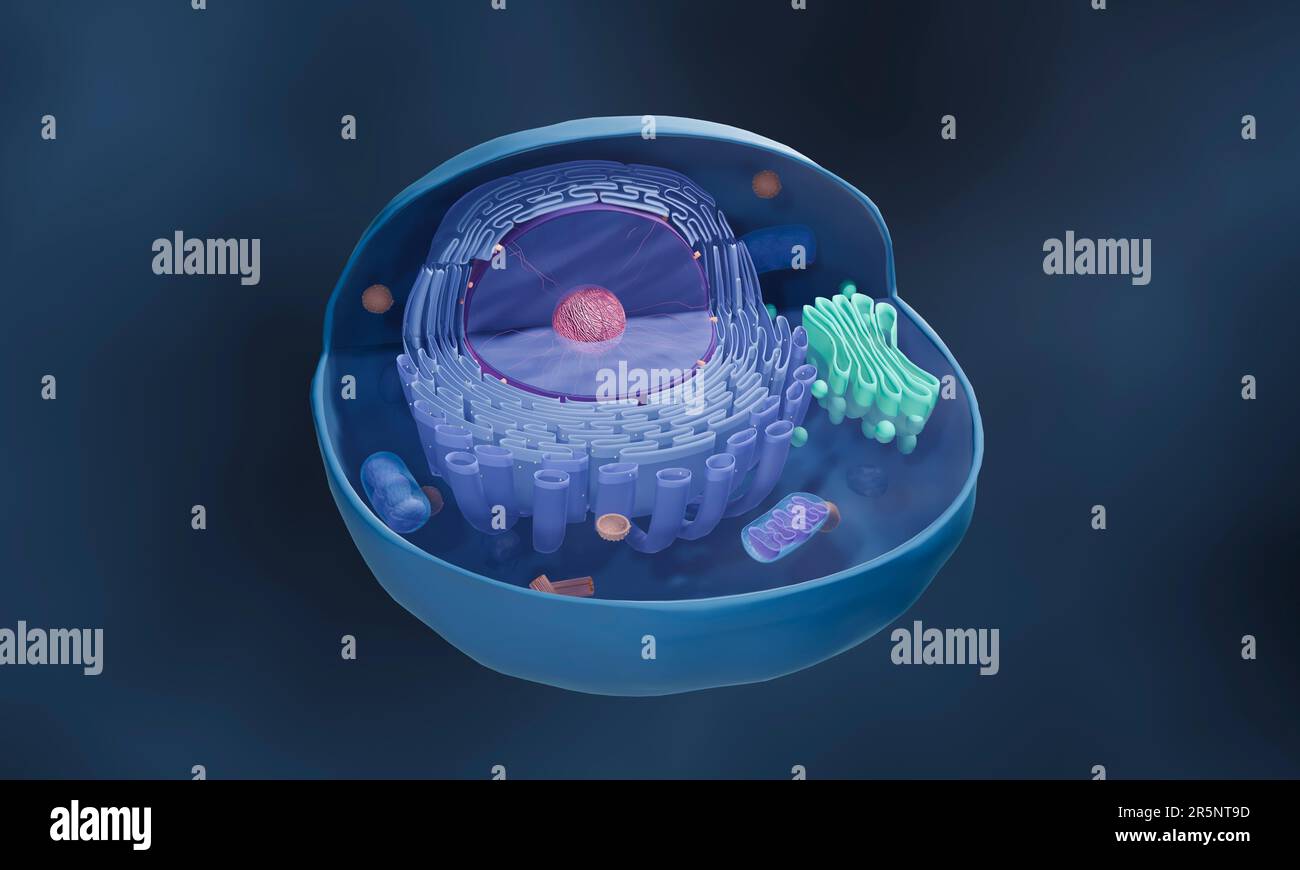 Struttura di cellule animali, illustrazione Foto Stock