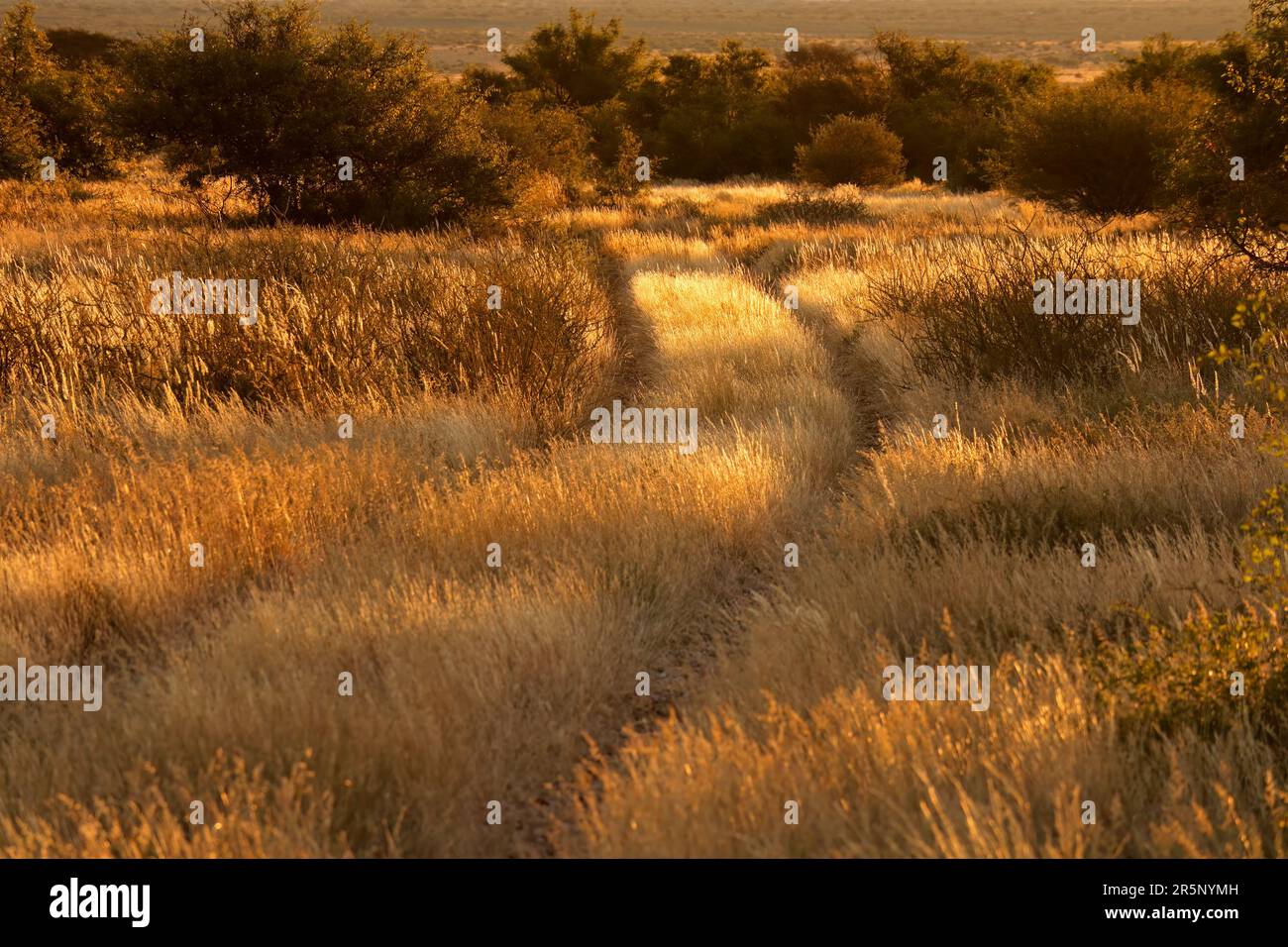 Strada rurale attraverso erbe dorate che risplendono nella calda luce del tramonto, Sud Africa Foto Stock