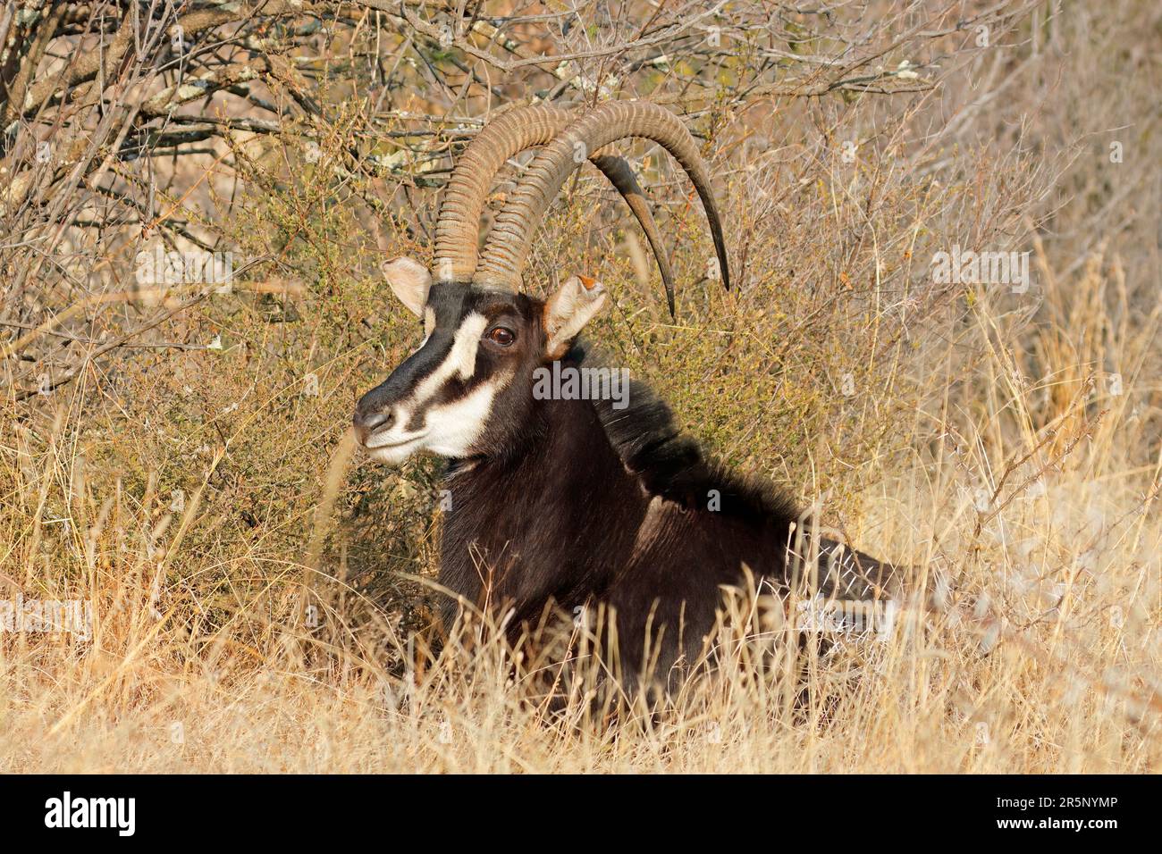 Antilope maschile (Hippotragus niger) che riposa in habitat naturale, Sudafrica Foto Stock
