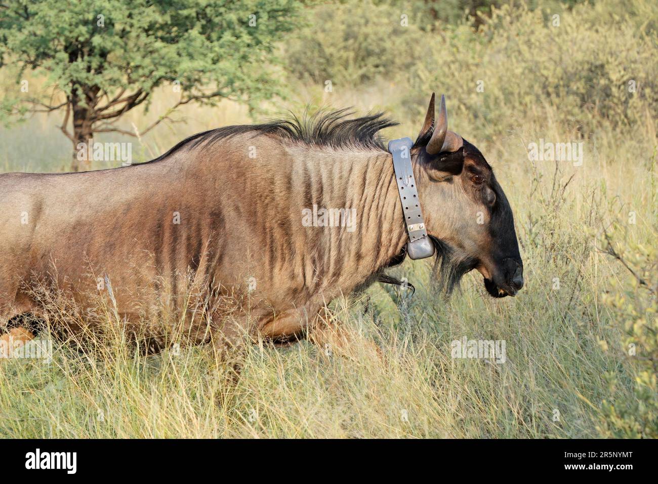 Un wildebeest blu (Connochaetes taurinus) dotato di un collare di localizzazione satellitare utilizzato per la ricerca scientifica, Sudafrica Foto Stock