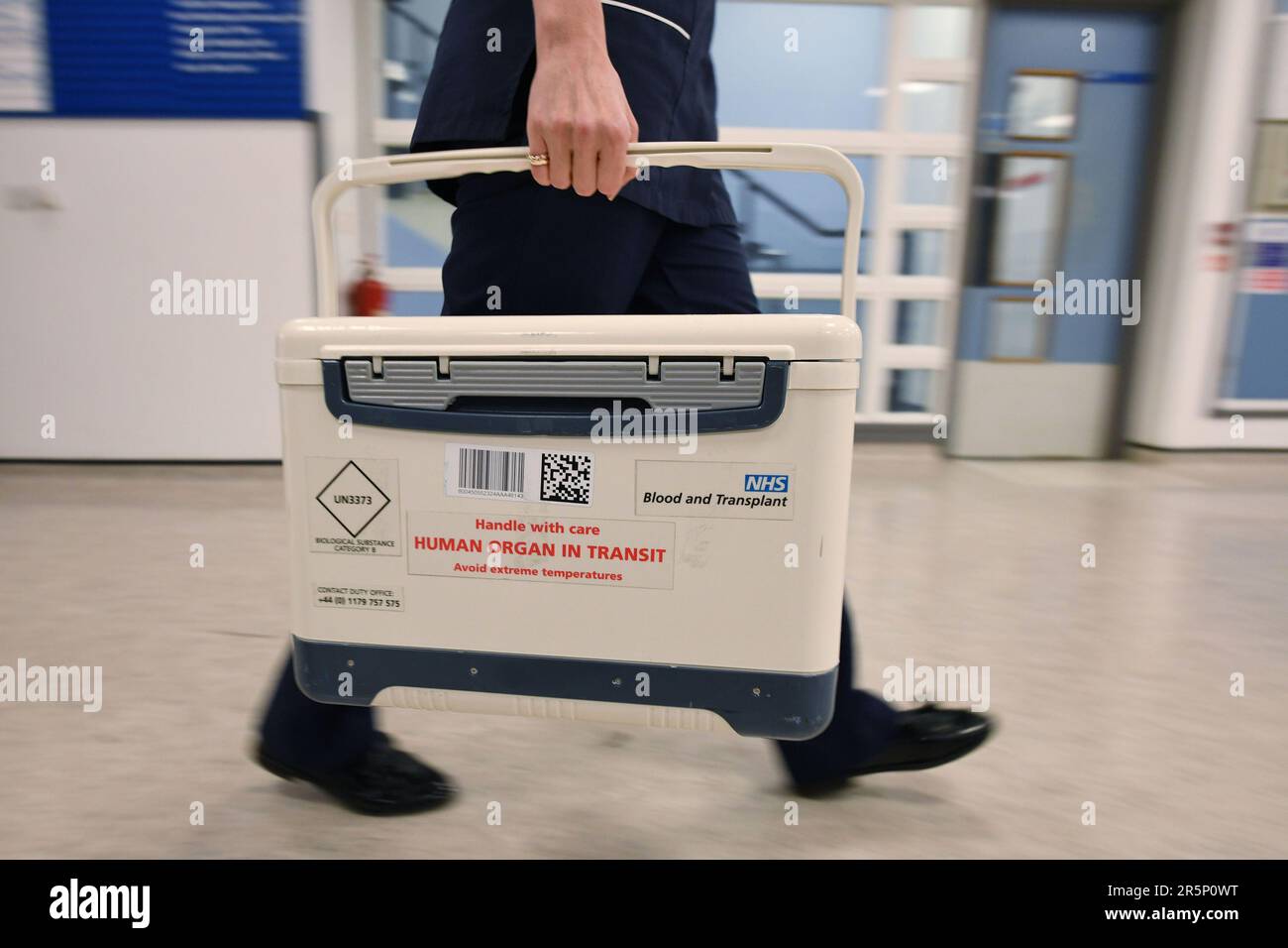 Foto del file datata 30/11/2017 di un NHS Blood and Transplant Small Human Organ in Transit box presso il St George's Hospital di Tooting, Londra occidentale. Una nuova ricerca suggerisce che un esame del sangue che cerca le cosiddette "cellule zombie" potrebbe aumentare il numero di cuori disponibili per il trapianto. Attualmente, i cuori di donatori di età superiore ai 65 anni non sono ammessi alla donazione a causa della probabilità di un esito negativo. Tuttavia, l'età dei cuori a tassi diversi e l'età non è necessariamente il migliore indicatore di salute del cuore, dicono gli esperti. Data di emissione: Lunedì 5 giugno 2023. Foto Stock