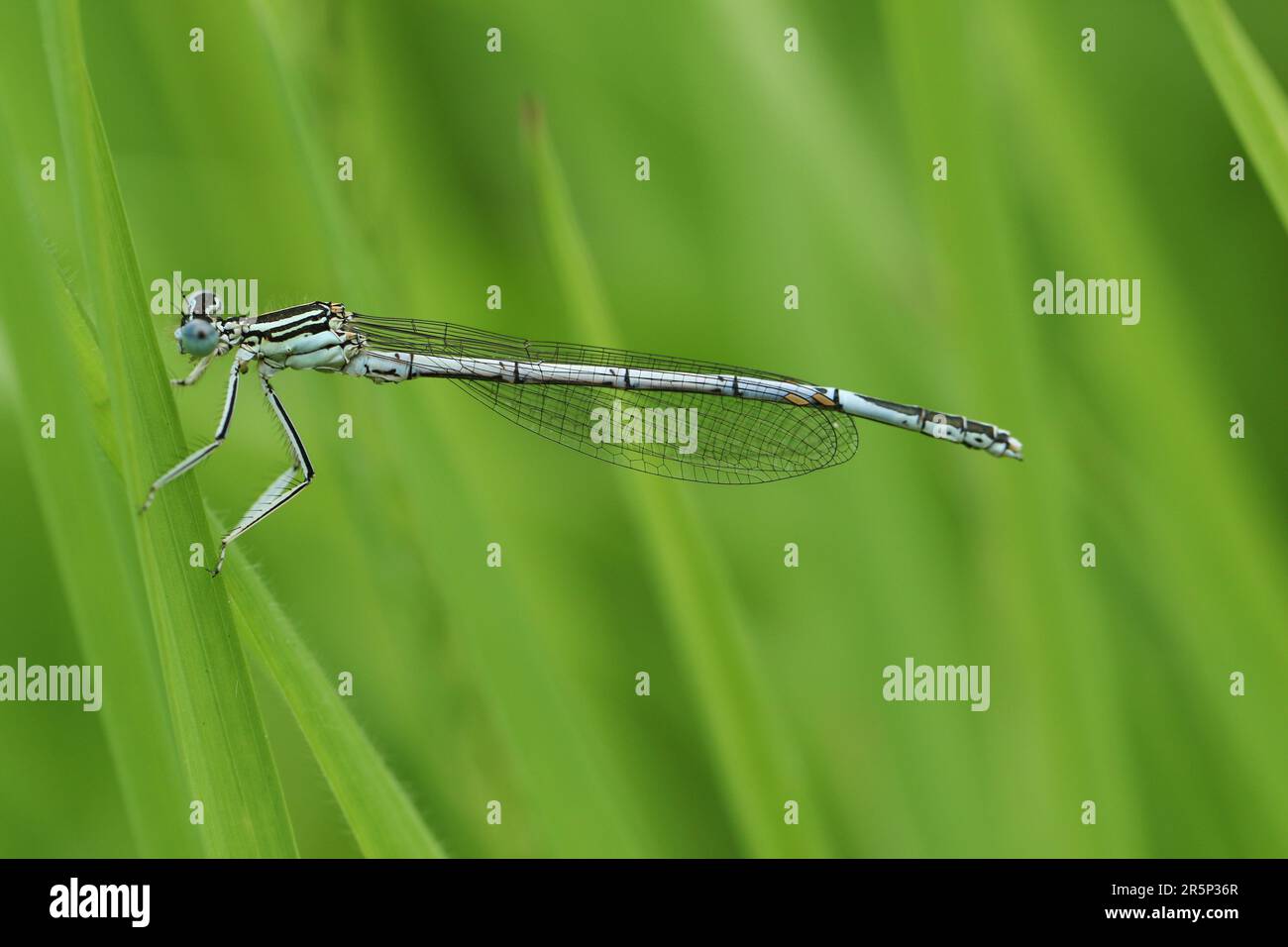 Un raro maschio appena emerso Damselfly bianco-zampe, pennipes Platycnemis, appollaiato su un filo d'erba in primavera. Foto Stock
